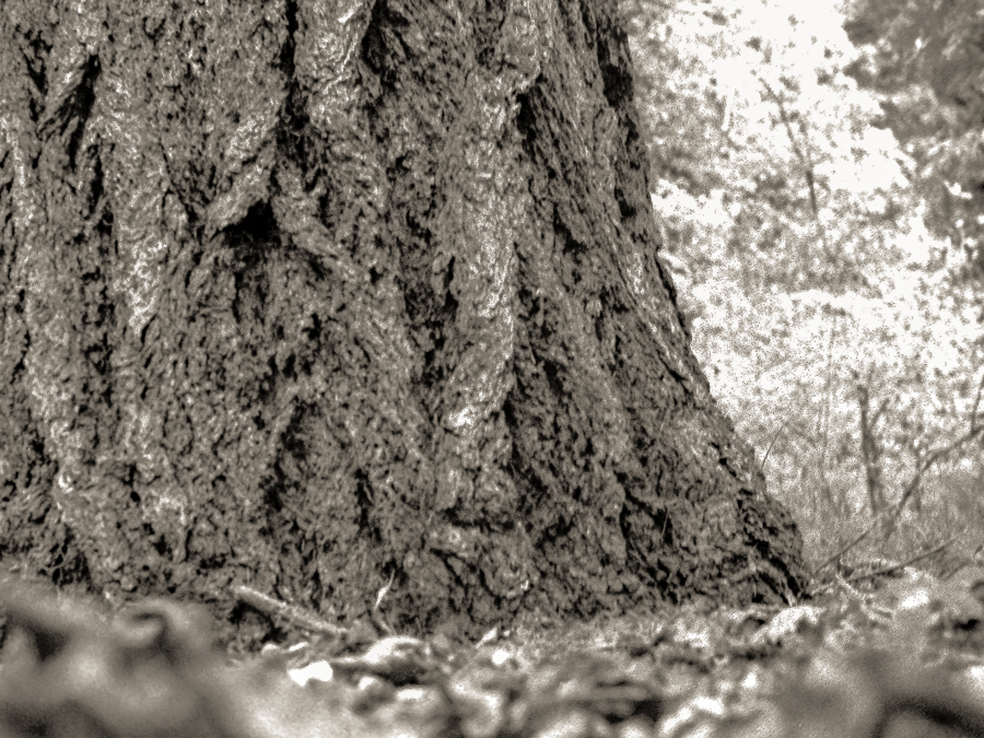 Two images of trees from Danielson Lane.